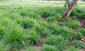 Imagem: . Uma fazenda 59 alqueires 42 km de Porto