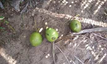 Imagem 4: Vendo terreno em porto de Sauípe