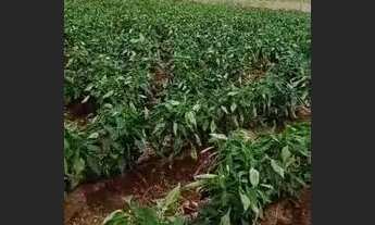 Imagem 5: Sítio luz da serra (6 hectares) vende-se ou troca. ( 20 minutos do shopping