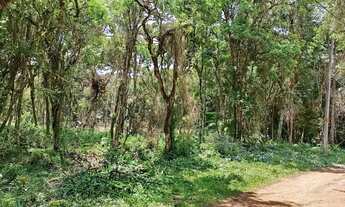 Imagem 3: Vendo chácara 7.200 metros no Campo Largo da Roseira