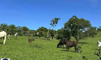 Imagem 2: Fazenda à Venda em São Luís de Montes Belos GO