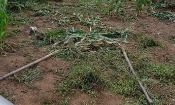 Imagem 2: Chácara em Ravena a 800 metros da BR