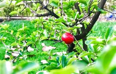 Imagem 3: Chácara condomínio parque dos cisnes 6 quartos 2080 metros próximo campus UFG setor Itati