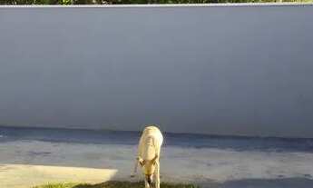 Imagem 7: Sobrado para venda possui 195 metros quadrados com 3 quartos em Cidade Universitária - Cam