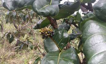 Imagem 7: Área chácara,24.000m2, escritura, cercada, cerrado, Morro dos Pireneus, km12, Pirenópolis