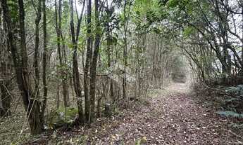 Imagem 4: AREA DE TERRAS EM FLORES DA CUNHA PARA EXPLORAÇÃO TURISMO