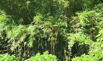 Imagem 4: Sítio / Chácara para Venda em Nova Petrópolis, São Jacó