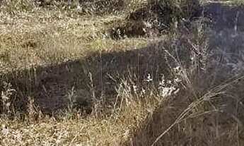 Imagem 4: Terreno à venda, 240 m² por R$ 70.000,00 - Rural - Abadiânia/GO