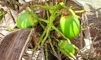 Imagem 2: Oportunidade vendo ou troco carro ou moto Chácara quem deseja investir ou morar com 1347m2