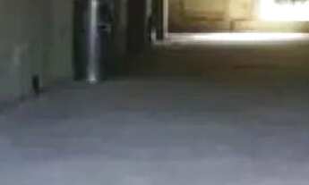 Imagem 3: GALPÃO - BUTANTÃ - SP