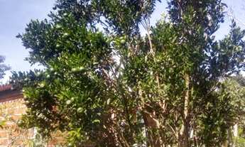 Imagem 7: Chácara com 2.500 m² próxima do Paranoá