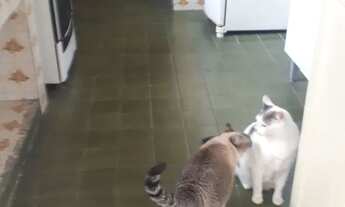 Imagem 4: Alugo quarto Quarto com aluguel por R$650 /mês