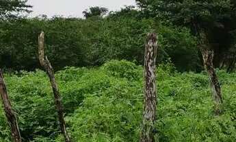 Imagem 7: Terreno de 6,5 Tarefas