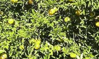 Imagem 7: Lote em Travessa Sapiranga - Recanto Corcunda - Gravataí/RS