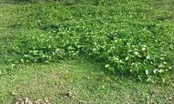 Imagem 2: Terreno medindo 7×31