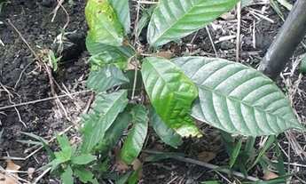 Imagem 5: Vendo Fazenda 80hectares