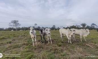 Imagem: 81 Alqueire pronta próx porto de Barcarena