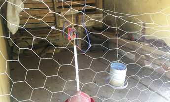 Imagem 2: Fazenda/Sítio/Chácara, 6 Alqueires goiano, terra de cultura, 2 represas, córrego,Pirenópol