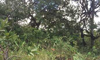 Imagem 5: Área chácara,24.000m2, escritura, cercada, cerrado, Morro dos Pireneus, km12, Pirenópolis