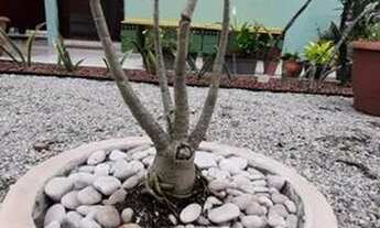 Imagem 5: Alugo quarto para mulheres Acauã Prox. UfAL e Shopping Pátio