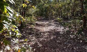 Imagem 7: Fazenda arrendamento 700hec pra abrir em aliança do Tocantins TO