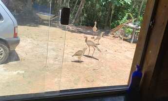 Imagem 6: Maravilhosa chácara,região de caete mg,50km de BH