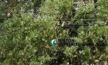 Imagem 2: Apartamento com 2 dormitórios à venda, 71 m² por R$ 610.000,00 - Vila Areal - Indaiatuba/S