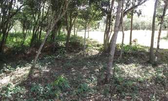 Imagem 3: Linda chácara de 4 mil metros com um chalé(Temos varias opções)