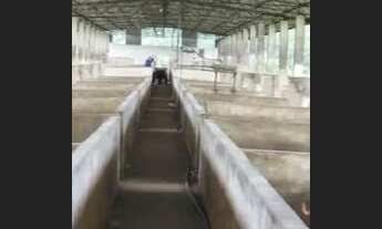 Imagem 6: Fazenda 3mil hectares no Rio Preto da Eva - AM