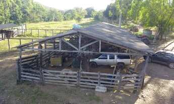 Imagem: Oportunidade! Fazenda De Eucalipto Ou Gado