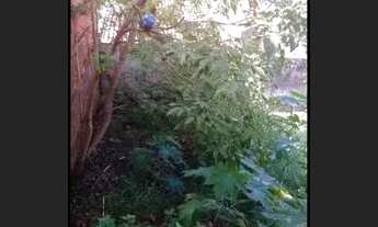 Imagem 5: Vendo casa jardim abussaf