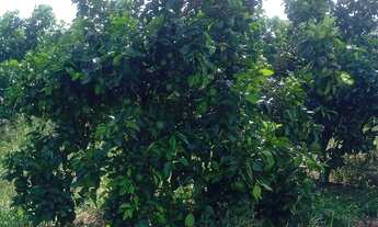 Imagem 4: Sítio de laranja em Estância