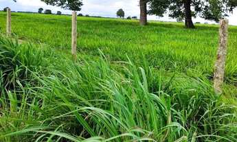 Imagem 7: Fazenda com dupla aptidão no Município a cidade de Araguapaz no estado de Goias