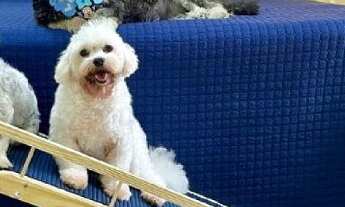 Imagem 4: Vendo Urgente!!! Fabrica Artig. Pet + Ecommerce L.LIQ. R$ 25 Mil Pço R$ 290 Mil leia desc