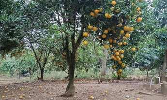 Imagem 5: Lindo sitio Chácara com venda por R$2.000.000