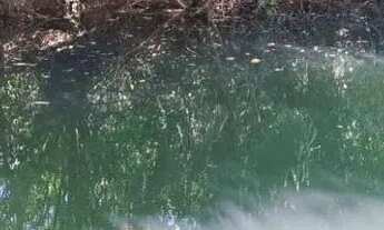 Imagem 4: Fazenda à venda, 00, Monte Alegre de Goiás, GO