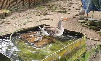 Imagem 6: Casa em Santo Antônio De Lisboa