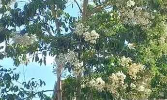 Imagem 4: Imóvel para venda tem 80 metros quadrados com 1 quarto em Setiba - Guarapari - ES