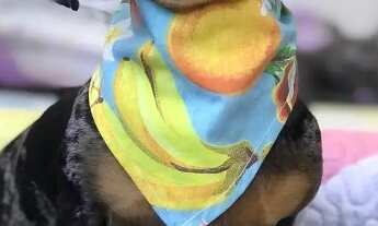 Imagem 5: Vendo Urgente!!! Fabrica Artig. Pet + Ecommerce L.LIQ. R$ 25 Mil Pço R$ 290 Mil leia desc