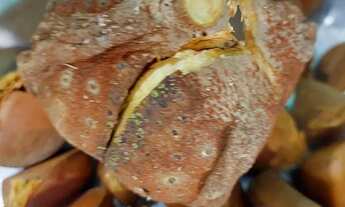 Imagem 6: Vendo sitio muito prospero