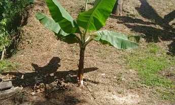 Imagem 3: Troco um terreno numa biz