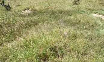 Imagem 5: Excelente fazenda de 115 t, com duas casas. curral, pastagem, rio e arvores frutíferas