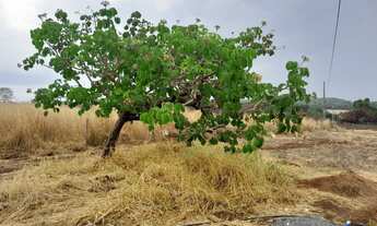 Imagem 6: Chácara em Bonfinópolis-Go. Tamanho: 2.000m2