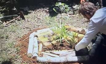 Imagem: Agrofloresta/organicos- parceria regenerativa