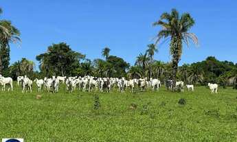 Imagem 7: Fazenda à Venda em São Luís de Montes Belos GO