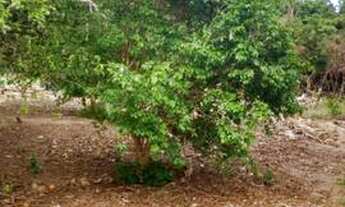 Imagem 3: Sítio lindo a venda na beira do Rio Piquiri