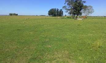 Imagem 3: Fazenda completa com 400ha Santo Antônio das Missões
