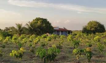 Imagem: Vende-se roça caatinguinha