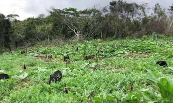 Imagem 3: Terreno na Linha Verde