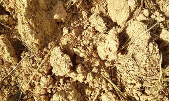 Imagem 6: IMÓVEL RURAL COM 50 HECTARES PRA ARRENDAMENTO PRA PLANTAR CAFE OU GADO, PLANA EM MG!!